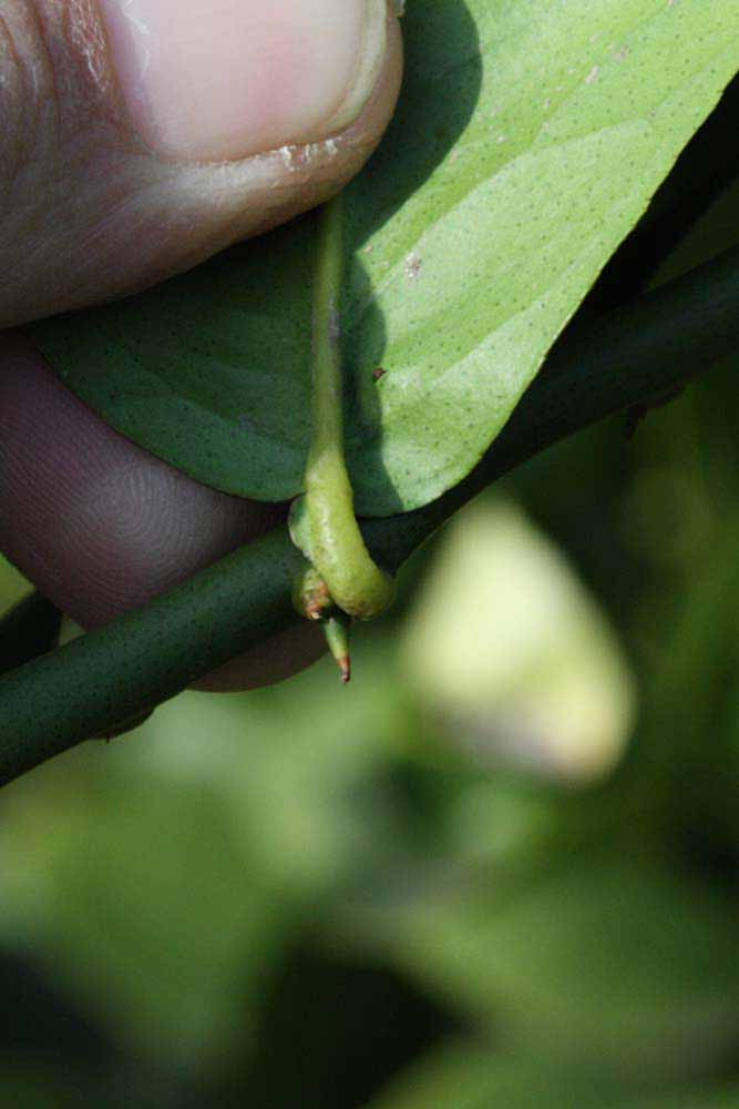            Petiole (Abhayapuri, Riverside, CA)   